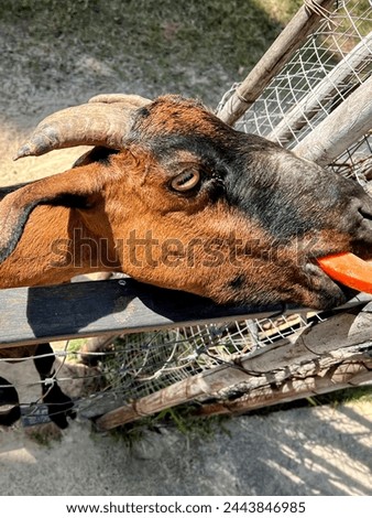 a photography of a goat with a frisbee in its mouth.