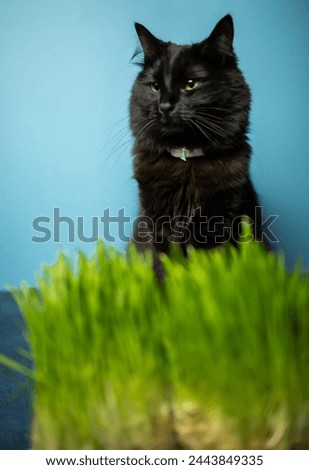 Black cat and grass for cats in the foreground