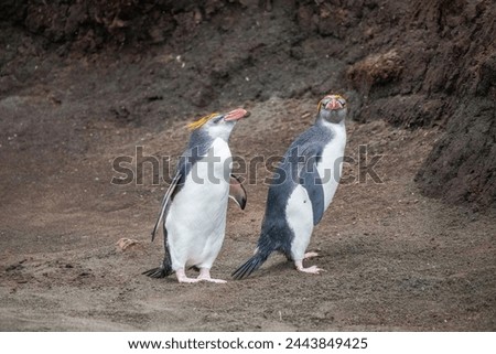 rare Royal Penguin in a colony, Southern Ocean, Australia