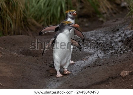 rare Royal Penguin in a colony, Southern Ocean, Australia