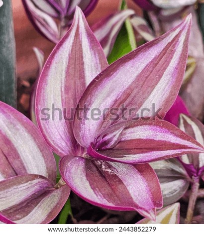 Close up of purple and green hosta leaves in the garden.Zebrina pendula Royalty-Free Stock Photo #2443852279