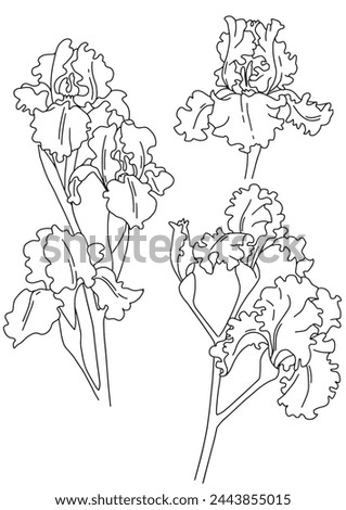 Drawn vector set of contour iris flowers