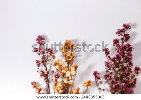 Dried flowers put on white background with isolated flowers pictures,wallpaper and background.