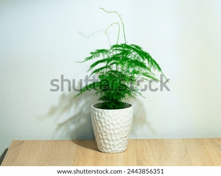 Common Asparagus fern (Asparagus setaceus) in a white flowerpot on a table Royalty-Free Stock Photo #2443856351