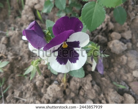 Johnny Jump up violets , also called viola tricolor Royalty-Free Stock Photo #2443857939