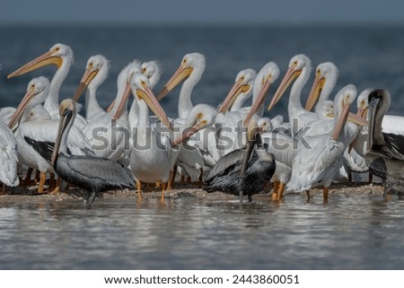 White Pelicans Standing on a sandbar