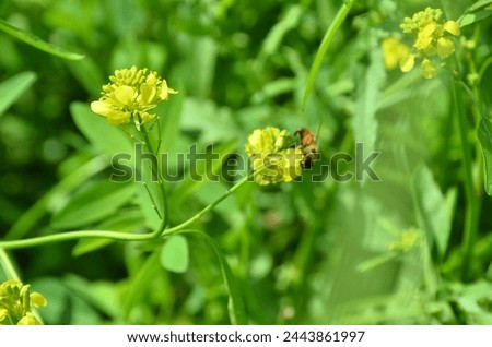 bee on flower collect honey for more