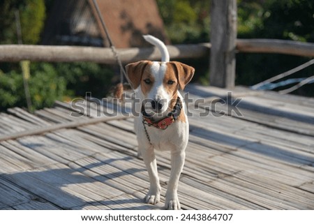 The Jack Russell Terrier is a British breed of small terrier. It is principally white-bodied and smooth-, rough- or broken-coated, and can be any colour. Royalty-Free Stock Photo #2443864707