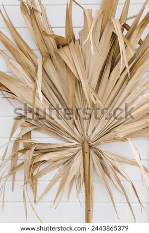 Closeup view of dry tropical palm leaf. Aesthetic bohemian background with tan beige colors