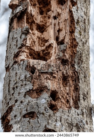 abstract tree growth, old tree trunk, nature prints on wood, spring