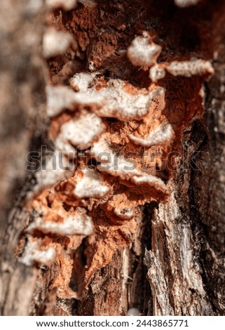 abstract texture, abstract tree growth, old tree trunk, nature prints on wood, suitable for background, spring
