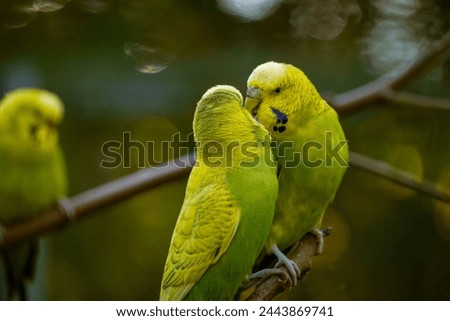 #Budgies (Melopsittacus undulatus), pair sitting on branch, captive#
