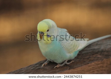 Blue, white, and black parakeet stretching it's wing on top of cage Royalty-Free Stock Photo #2443874251