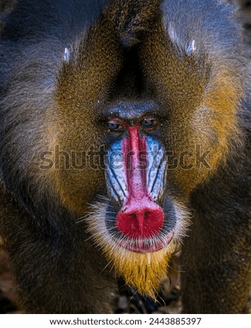 Close-up of a Mandrill Monkey