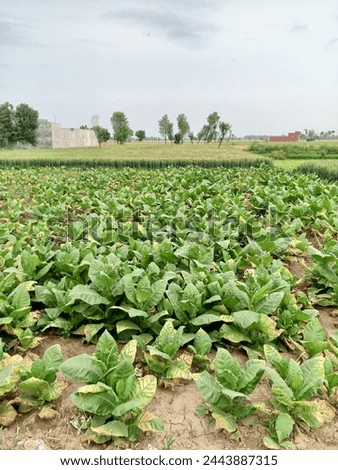 Tobacco And Wheat crope Picture