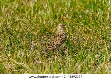 Lark sitting in green grass, birds of countryside and river areas, European birds, brown feathers, songbirds Grassland birds, Countryside wildlife, Riverbank birds, European avifauna, Bird song