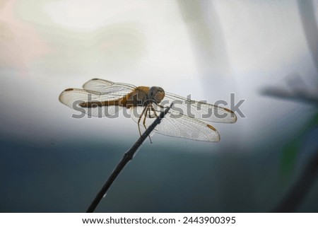 a yellow dragonfly perched on a tree branch