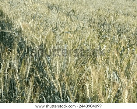 Triticum aestivum L plant or wheat plant or wheat field landscape.Close to ripe wheat plant background Royalty-Free Stock Photo #2443904099