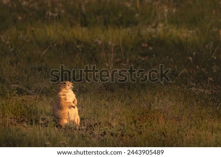 Prairie Dogs in the Grasslands of North Dakota