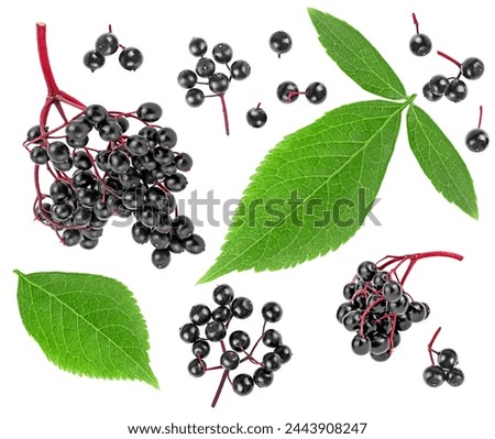 Elderberry clusters with green leaves isolated on a white background. Twigs of Sambucus.