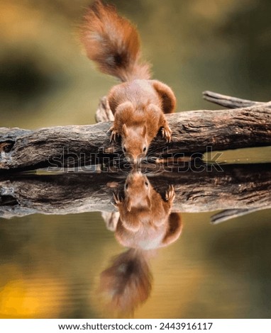 squirrel with a lush, bushy tail, poised on a log, its reflection mirrored in the tranquil water below. The autumnal backdrop enhances the scene’s serene beauty, making it perfect for nature-themed co Royalty-Free Stock Photo #2443916117