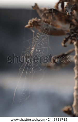 Close up picture of Spider web , Spider web design on plant.