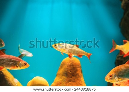 River fish in their natural habitat. Oceanarium, wildlife, colorful underwater world, aquarium.