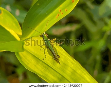 Oxya japonica, also known as Japanese grasshopper or rice grasshopper, is a type of grasshopper with short horns that belongs to the Acrididae family. Royalty-Free Stock Photo #2443920077
