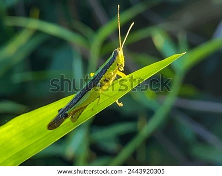 Oxya japonica, also known as Japanese grasshopper or rice grasshopper, is a type of grasshopper with short horns that belongs to the Acrididae family. Royalty-Free Stock Photo #2443920305