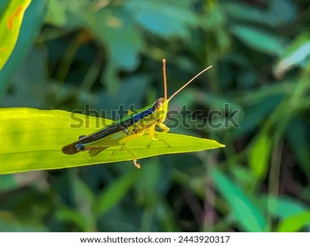 Oxya japonica, also known as Japanese grasshopper or rice grasshopper, is a type of grasshopper with short horns that belongs to the Acrididae family. Royalty-Free Stock Photo #2443920317