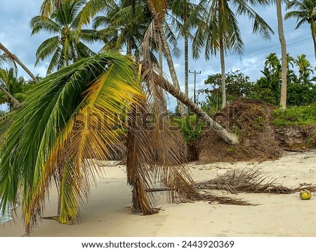 Coconut trees fall due to strong sea abrasion, illustrating the environmental damage caused by uncontrolled coastal erosion. Royalty-Free Stock Photo #2443920369