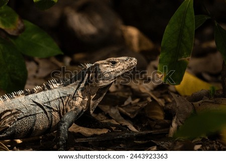 Picture of a big lizard that can be found in the national parks in Costa Rica
