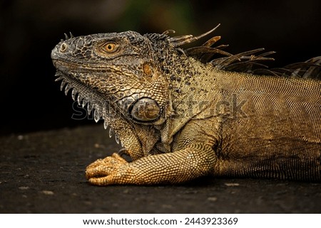 Picture of a big lizard that can be found in the national parks in Costa Rica