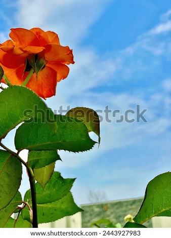 Beautiful orange roses and sky 