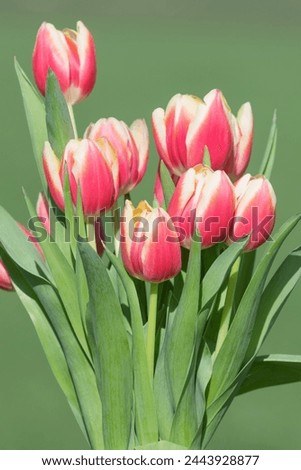 Close up of pink garden tulips (tulipa gesneriana) in bloom Royalty-Free Stock Photo #2443928877