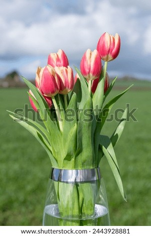 Close up of pink garden tulips (tulipa gesneriana) in a vase Royalty-Free Stock Photo #2443928881