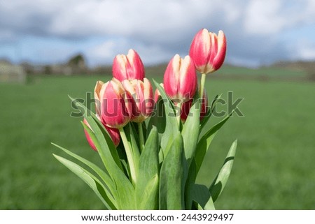 Close up of pink garden tulips (tulipa gesneriana) in bloom Royalty-Free Stock Photo #2443929497