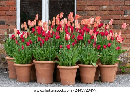 Close up of pink garden tulips (tulipa gesneriana) in plant pots Royalty-Free Stock Photo #2443929499