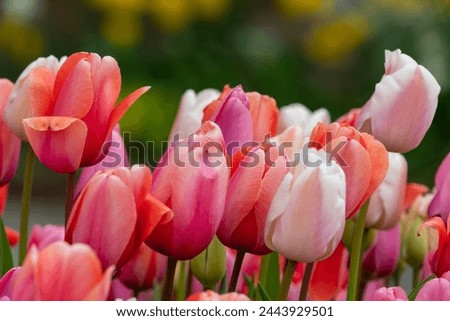 Close up of pink garden tulips (tulipa gesneriana) in bloom Royalty-Free Stock Photo #2443929501