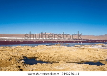 Laguna Colorada flamingos, Bolivia. Puna flamingo. Andean wildlife. Red lagoon Royalty-Free Stock Photo #2443930111