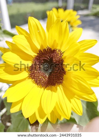Picture of a Bright yellow sunflower.