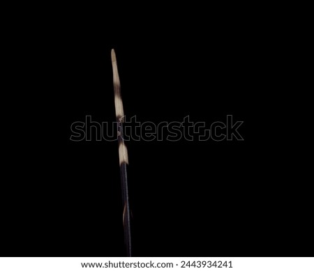 A single porcupine quill isolated on a black background in horizontal format
