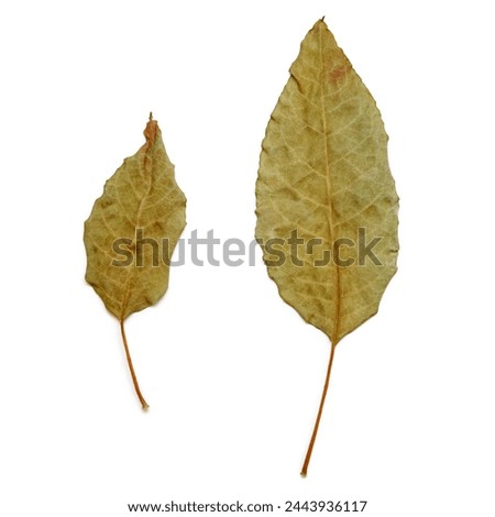 Two dry tree leaves isolated on empty background for creativity and design work Royalty-Free Stock Photo #2443936117