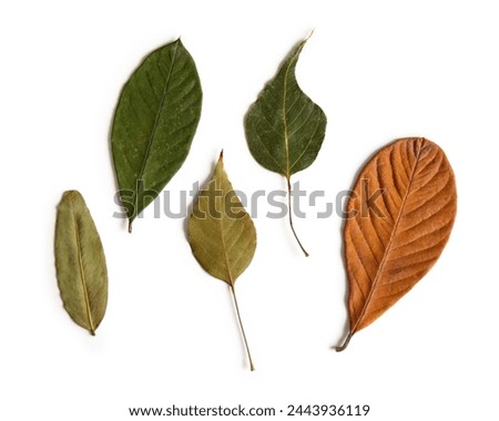 Assorted plant leaves in green and autumn orange tones, isolated on empty background for creativity and design work Royalty-Free Stock Photo #2443936119