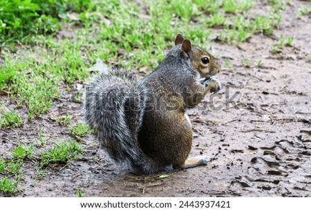 squirrel holding a nut. squirrel close up picture