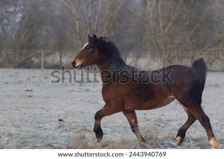 Welsh cob section D bay horse golloping around her field on a cold frosty morning, image shows the Greenwing mare looking forward and she gallops past