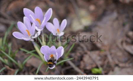 a large bumblebee on a crocus flower of delicate lilac color against the background of snowdrop inflorescences in a flower bed among fallen last year's foliage and cones in early spring 