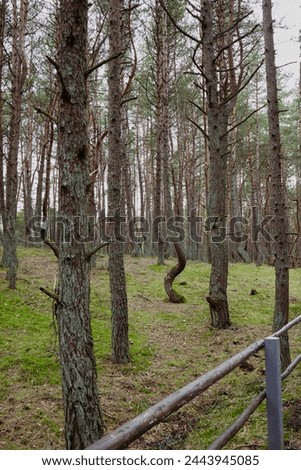 peculiar tree in dancing forest Royalty-Free Stock Photo #2443945085
