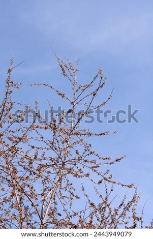 Silver maple branches with juvenile fruit - Latin name - Acer saccharinum Royalty-Free Stock Photo #2443949079