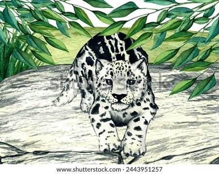 Watercolor wild forest animals: snow leopard kitten, irbis on stone. Woodland hand-painted nature illustration for kids design, postcards, poster and print. Clip art for nursery design